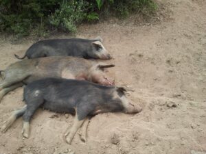 Corsican pig breeding