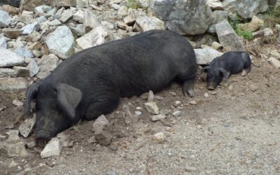 The Corsican Pig French pig breed An ancient tradition