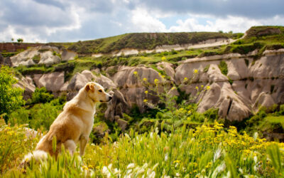 Corsican Holidays with your dog at the Merendella campsite