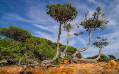 Séjour en Corse : plutôt mer ou voyage en montagne ?