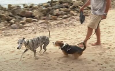 Des Vacances en Corse avec son chien