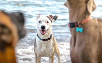 Des Vacances en Corse avec son chien