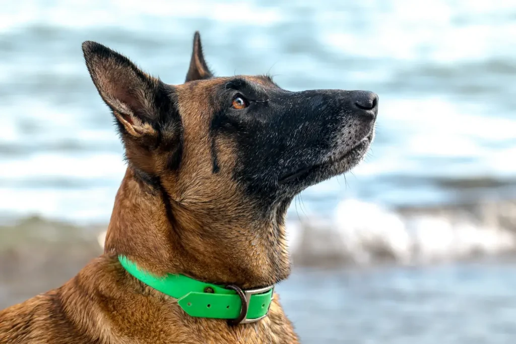 plage-camping-corse-chien-qualidog Portrait de profil d'un chien Malinois attentif portant un collier vert fluo avec la mer en flou d'arrière-plan.