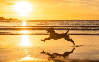 Les campings qui acceptent les chiens en Corse