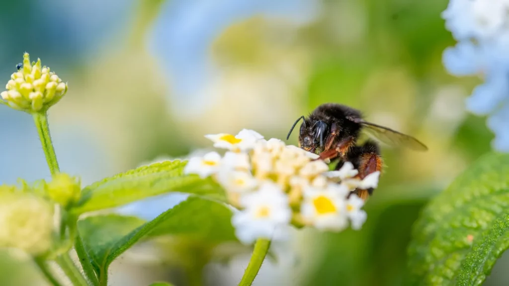 Abeille en pleine pollinisation dans un camping Corse certifié Ecolabel