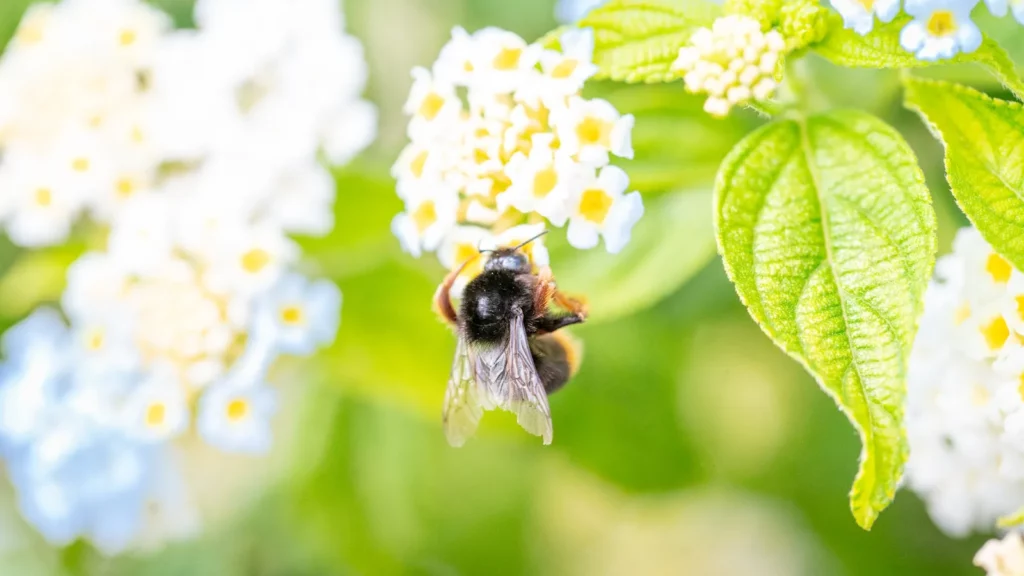 abeille-pollinisation-corse-camping-ecolabel Abeille en pleine pollinisation dans un camping Corse certifié Ecolabel