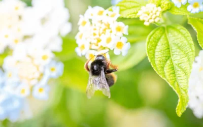 Les abeilles corses au camping Merendella