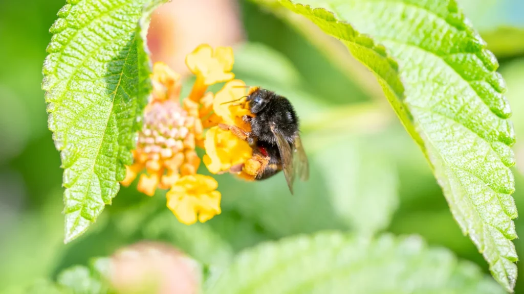 pollinisateur-nature-corse-camping-ecolabel Pollinisateur sur fleur corse, essentiel à l’équilibre naturel et à la création d'un miel AOP Corse