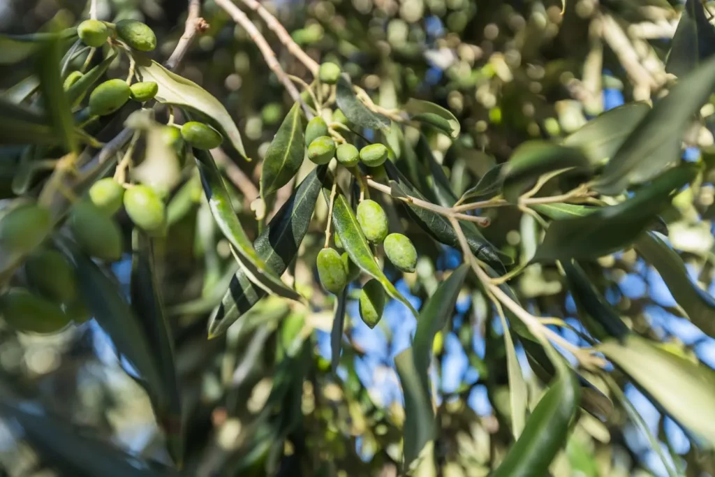 Oliviers sauvages de Corse Branches d’olivier chargées d’olives vertes sous la lumière du soleil en Corse.