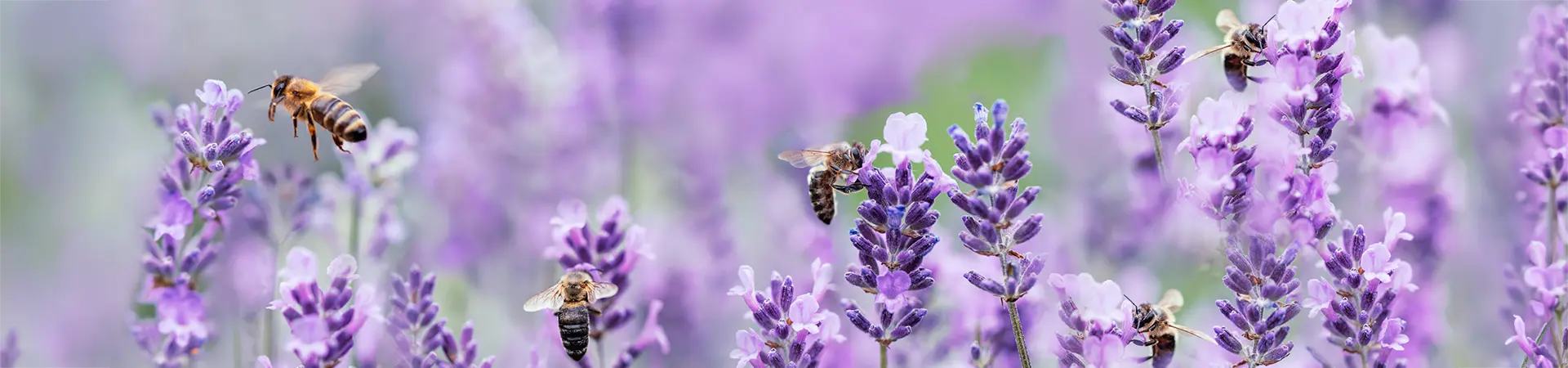 bandeau-camping-merendella-abeilles