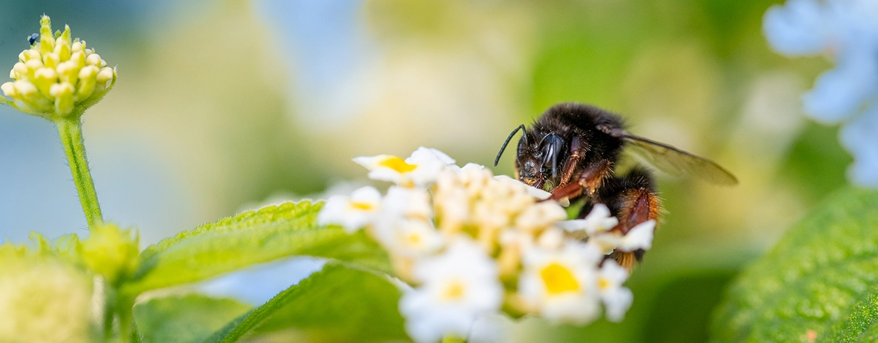 camping-corse-bord-de-mer-luxe-2025
