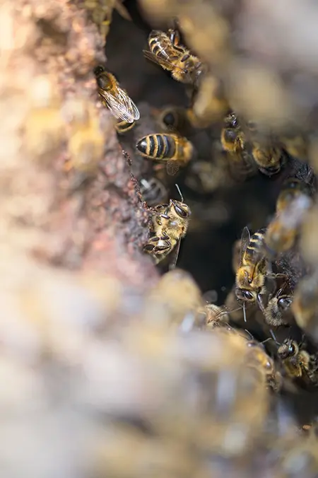 visuel-droite-service-abeilles-ruches